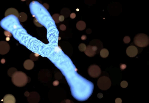 Chromosome Y
